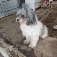 شیتزو عروسکی|سگ|رشت, دیانتی|دیوار