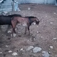 نری مخصوص گوشت