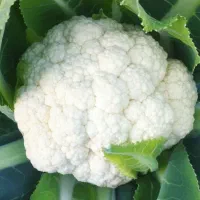 خریدار نهال گل کلم هستم