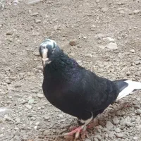 ۹۵۰ تومان کلش|پرنده|گرگان, |دیوار