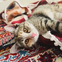 یک بچه گربه ناز و خانگی و بازیگوش (رایگان )|گربه|بیرجند, |دیوار