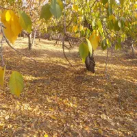 فروش زمین در لواسان کوچک روستایی کند|فروش زمین و ملک کلنگی|لواسان, |دیوار