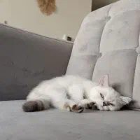 بریتیش آلفا سفید چشم آبی|گربه|کرمانشاه, |دیوار