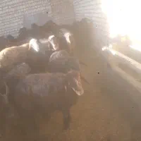 ۱۴راس سیشک شکم دوم قزل افشار