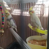 عروس هلندی|پرنده|تهران, بیسیم|دیوار