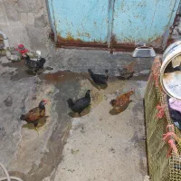 نیمچه عربی
