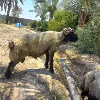 کاوه قوچ یک ساله