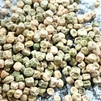 بذر نخود فرنگی،همه رقم موجوده