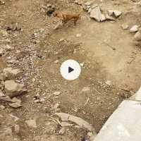 واگذاری سگ نگهبان نر|سگ|کرمانشاه, |دیوار