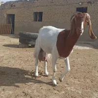 بز شیری به ضمانت سر حال چهار سینه|حیوانات مزرعه|شیروان (خراسان), |دیوار