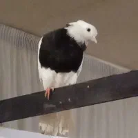 کفتر زیبا فروش فوری