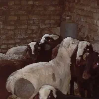 بره چاق