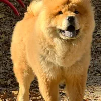 چاو چاو شاه توله|سگ|تهران, شهران جنوبی|دیوار