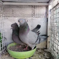 کفتر|پرنده|سیرجان, |دیوار
