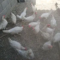 فروش مرغه ماشینی