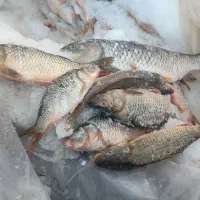 ماهی تازه