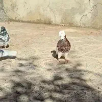 کبوتر طوقی قواره دار|پرنده|ایلام, |دیوار