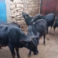 فروش شش راس گوساله سه تا  نر سه تا ماده یک ساله|حیوانات مزرعه|کامیاران, |دیوار