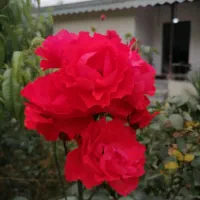 فروش ملک 2700 متری شمال