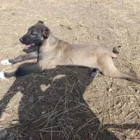 توله اصیل سرابی|سگ|مهربان, |دیوار