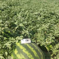 هندوانه سوپر بار درجه یک و درشت