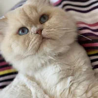 گربه هیمالین نر جفتگیری