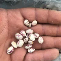 فروش لوبیا چیتی