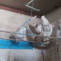 کفتر کرمانشاهی|پرنده|جهرم, |دیوار