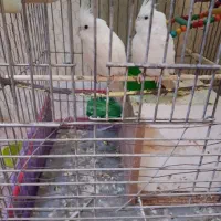 عروس هلندی البینیو و دوکت البینیو 2600