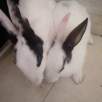 دو خرگوش|موش و خرگوش|اهواز, گلستان|دیوار