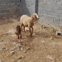 گوسفند بره دار
