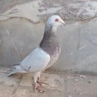 کله هما هفرنگ نر بیرونی|پرنده|سبزوار, باهنر|دیوار