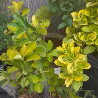 گل شمشاد و رز سفید گل مادری پیچک مناسب باغ باغچه