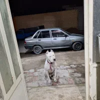 سگ گمشده داگو