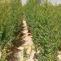 انواع نهال و درختان میوه|خدمات باغبانی و درختکاری|اصفهان, کشاورزی|دیوار