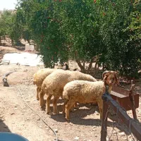 بره|حیوانات مزرعه|فارغان, |دیوار