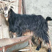 2بز، آبستن ،ترکی در وحدتیه