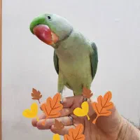 شاه طوطی جوجه نر سخنگو دستی پروازی