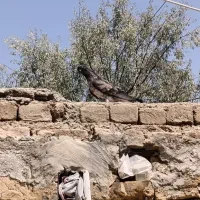 گمشده|پرنده|گلپایگان, |دیوار