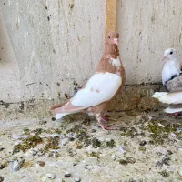 کبوتر پلنگ افغانی|پرنده|سبزوار, ابوریحان|دیوار