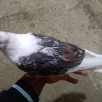 جوجه سیاه پلنگ