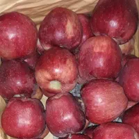 ۳ تن سیب قرمز و زرد|خوردنی و آشامیدنی|مشگین شهر, |دیوار