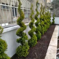 خدمات باغبانی باغچه کاری گلکاری هرس کاری بیل زنی|خدمات حمل و نقل|پرند, فاز ۶|دیوار