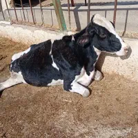 خرید فروش گاو گوساله زمین گیر افتاده سالم گوشتی