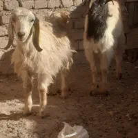 بزغاله علف خور دو تا یکی نر یکی ماده سالم سرحال