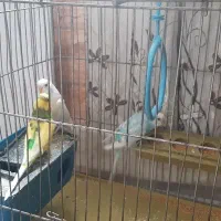 مرغ عشق|پرنده|شیراز, شهرک مهدیآباد|دیوار