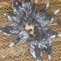 مینیاتوری (سبرایت)