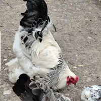 خروس امپراطور