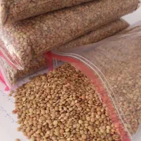 عدس درجه ۱|خوردنی و آشامیدنی|رباطکریم, رباطکریم|دیوار