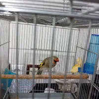 سهره جوجه قفس